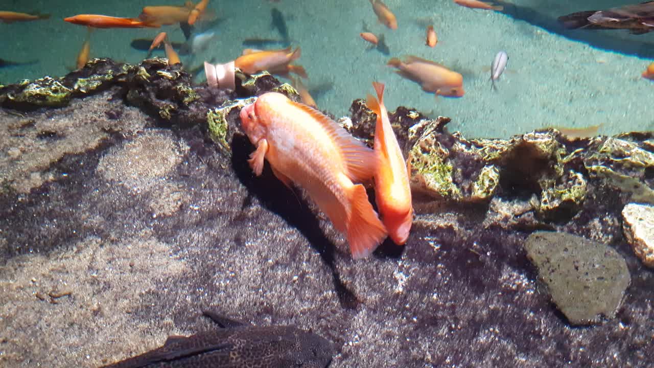 Red devil cichlid fish (Amphilophus labiatus) close up shoot