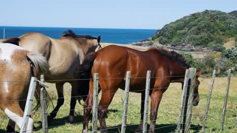 Primer-Plano-De-Lindos-Caballos-Jóvenes-Y-Viejos-En-Diferentes-Colores-Pastando-En-El-Prado-Durante-El-Día-Soleado-En-Nueva-Zelanda