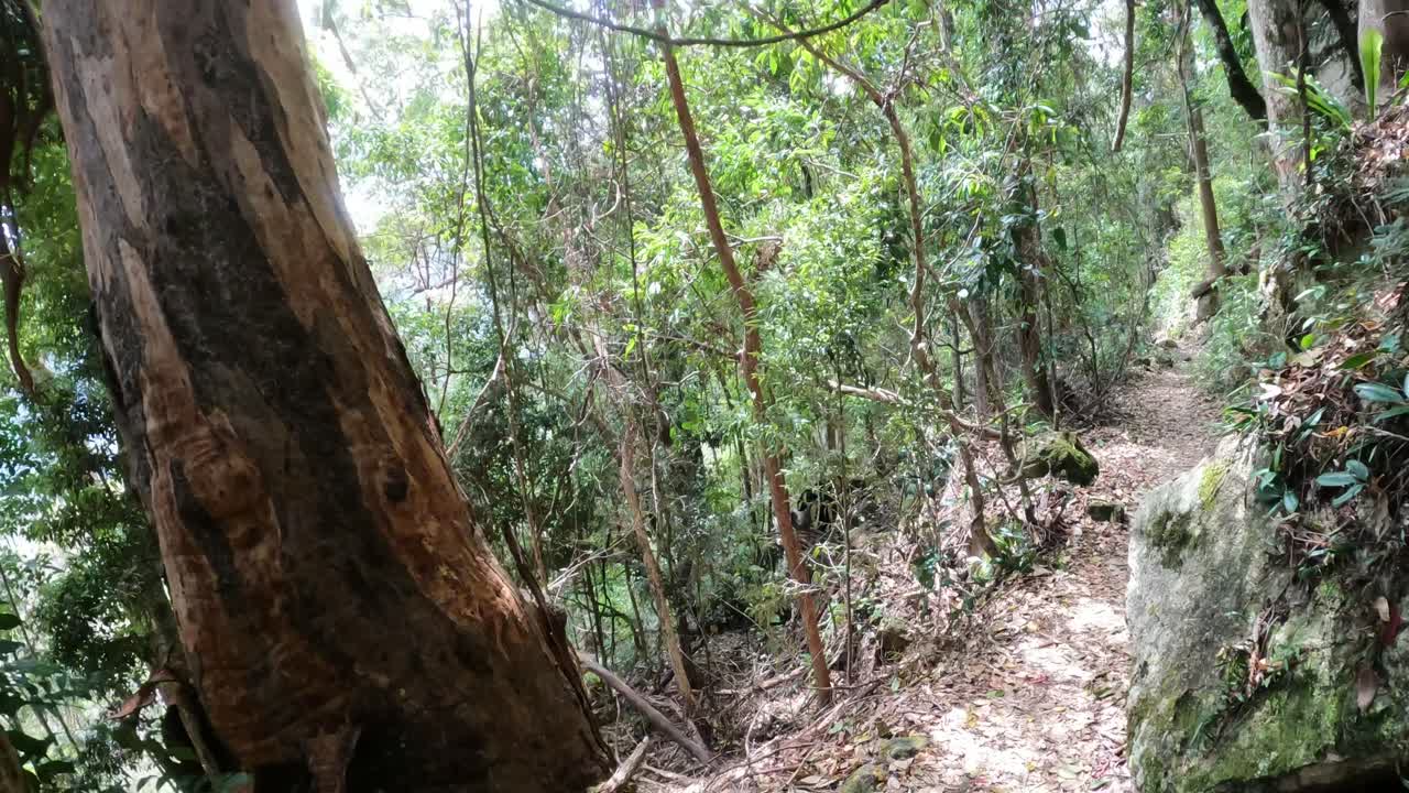 un paseo sereno a través de un camino de bosque exuberante
