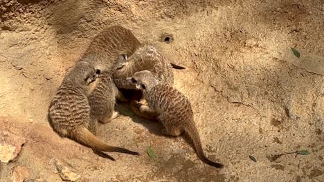 closeup view of a mob of six meerkats playing together outside in a rocky scenario