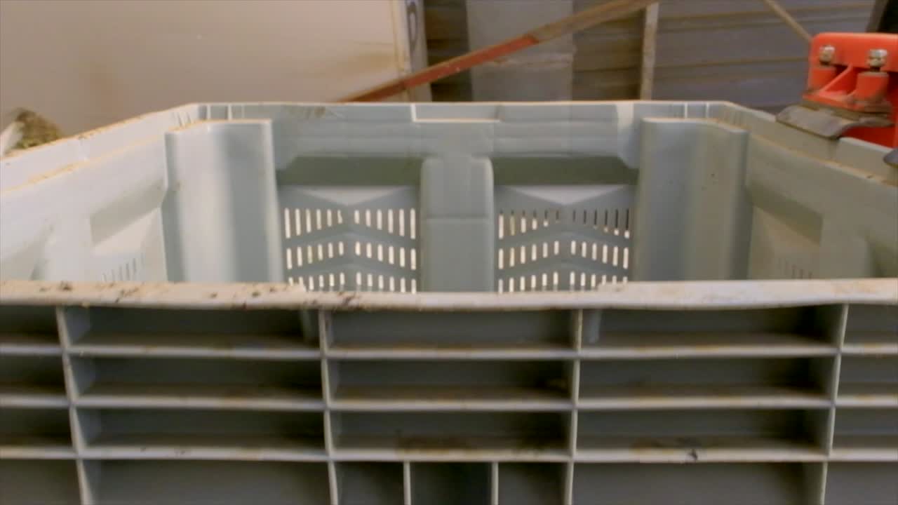 올리브, 올리브, 부어, 공장, 선장, 노동자, 생산, 제조, 산업, 식품, 생산, 농업, 수확, 작물, 식물, 나무