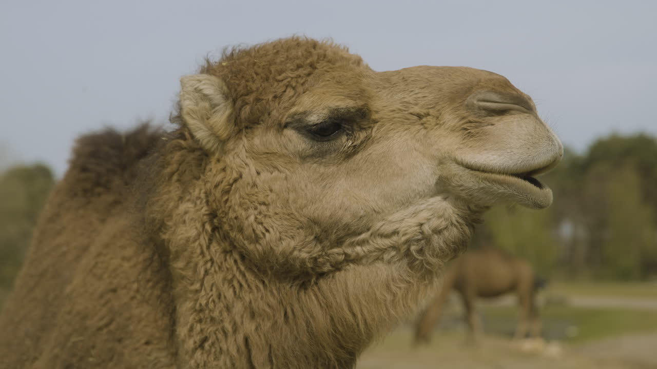 un primer plano de un dromedario en un parque safari mirando hacia la cámara