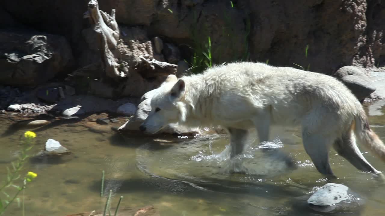 un lobo blanco solitario en la naturaleza pateando el agua en un crujido