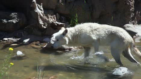 Un-Lobo-Blanco-Solitario-En-La-Naturaleza-Pateando-El-Agua-En-Un-Crujido