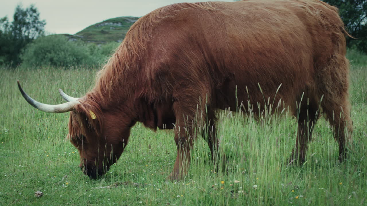 Highland cow grazing in field, Scottish livestock on pasture