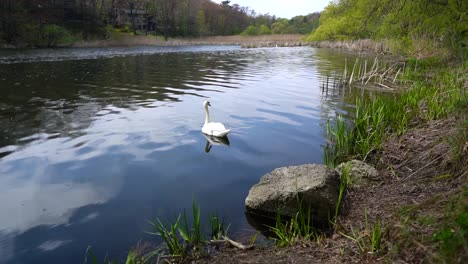 Weißer-Schwan-Paddelt-Tagsüber-Friedlich-Im-Wasser-Eines-Sees