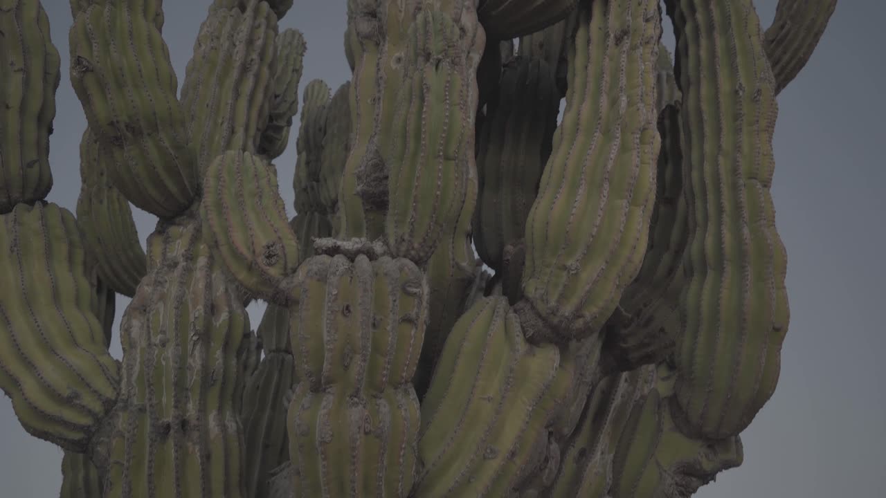 vista cercana de pachycereus pringlei cardon cactus verde gigante en el desierto de la península de baja california sur méxico