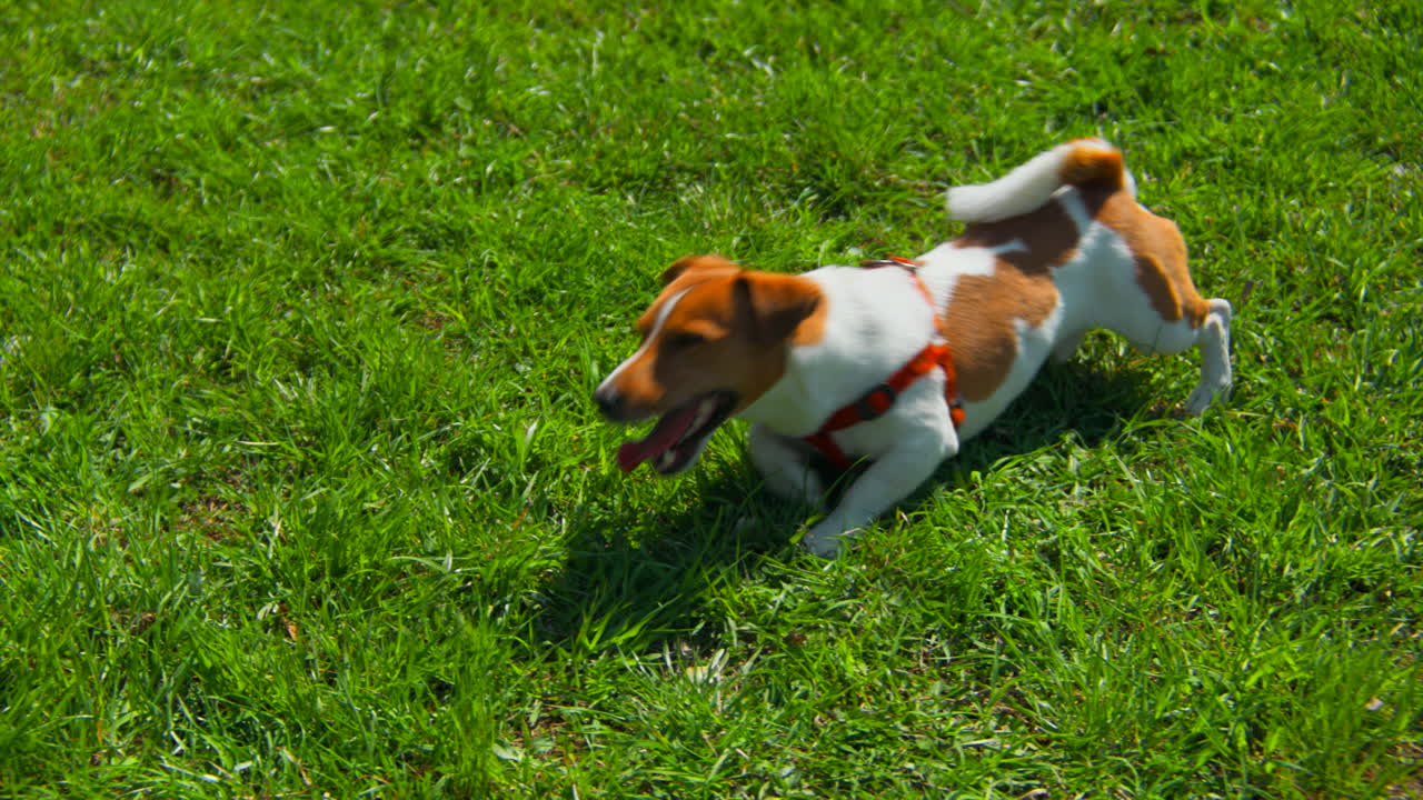 잭 러셀 테리어 가 풀 에서 놀고 있다