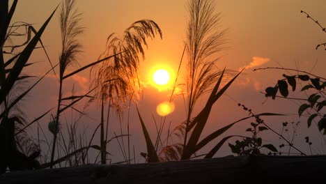 movimiento lento de hierba frente a una hermosa puesta de sol dorada en tailandia, sol detrás de las nubes