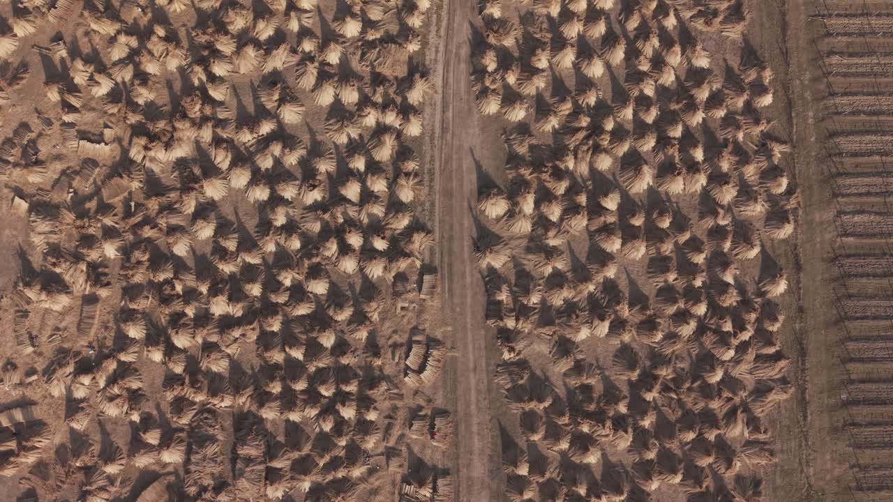 A drone aerial view captures a rural agricultural landscape filled with neatly arranged haystacks on both sides of a straight dirt road