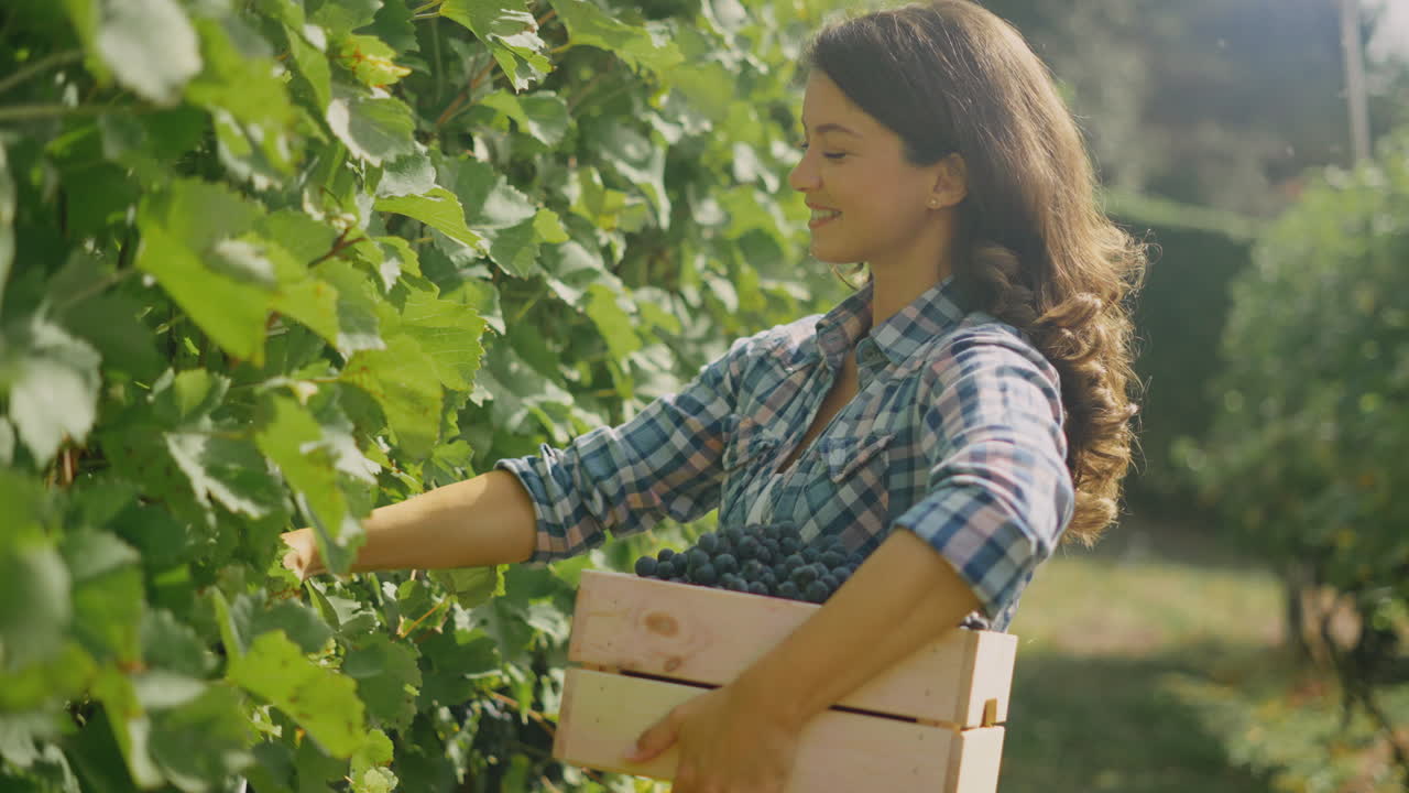 mujer cosechando uvas en un viñedo