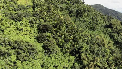denso bosque verde en lo alto de la montaña de la isla caribeña