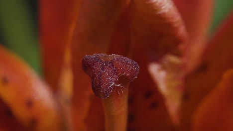 macro extra close view of a red lily flower