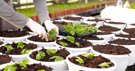 Male-Botanist-Planting-Saplings-In-Pots