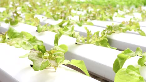 organic hydroponic vegetable farm