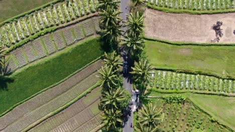 car driving through rice fields and palm tree alley in indonesia, aerial top down