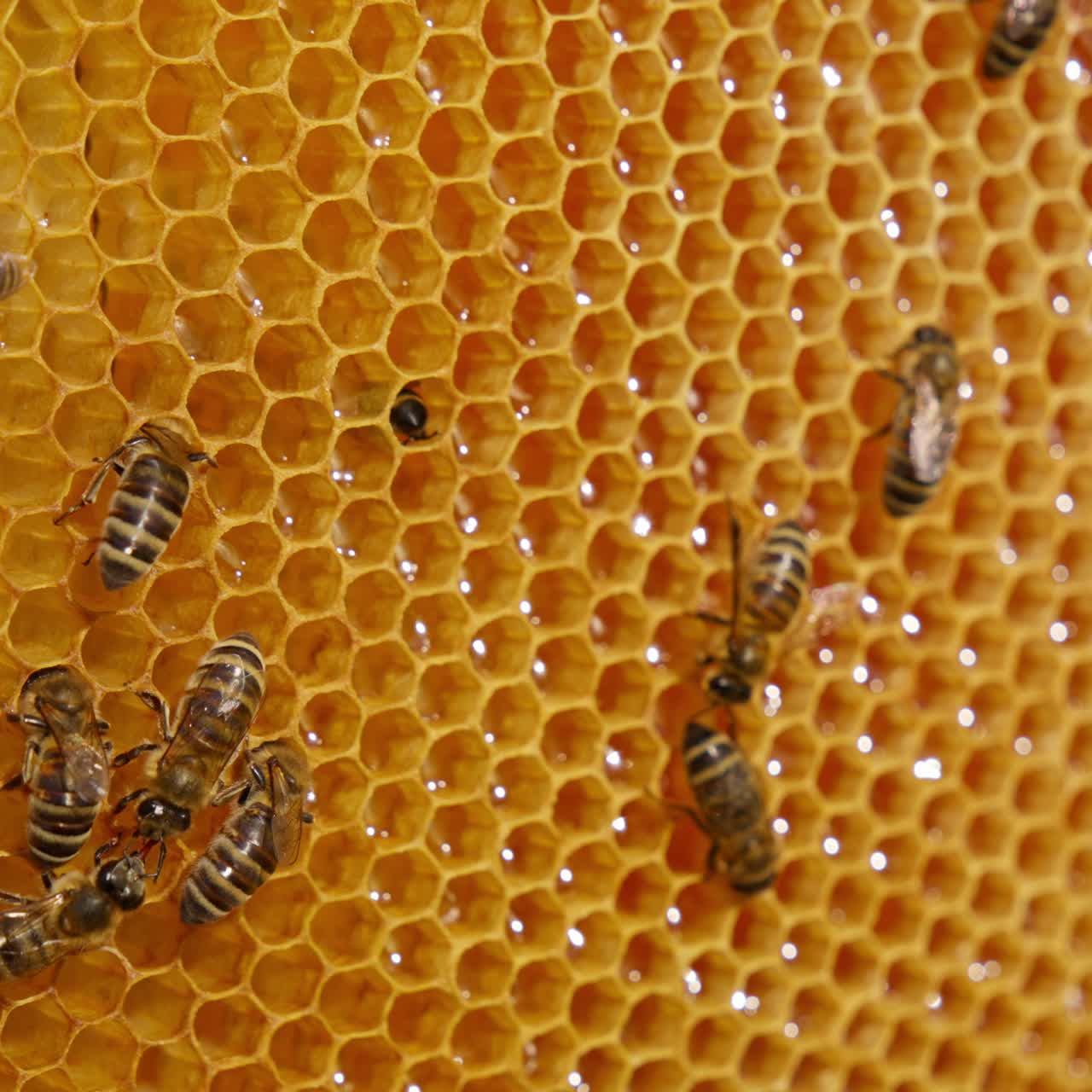 Alcune api operaie che si muovono sulle celle piene di miele. Insetti indaffarati che creano miele fresco e sano nei favi. Primo piano. Sfondo sfocato