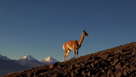 guanaco on a mountain