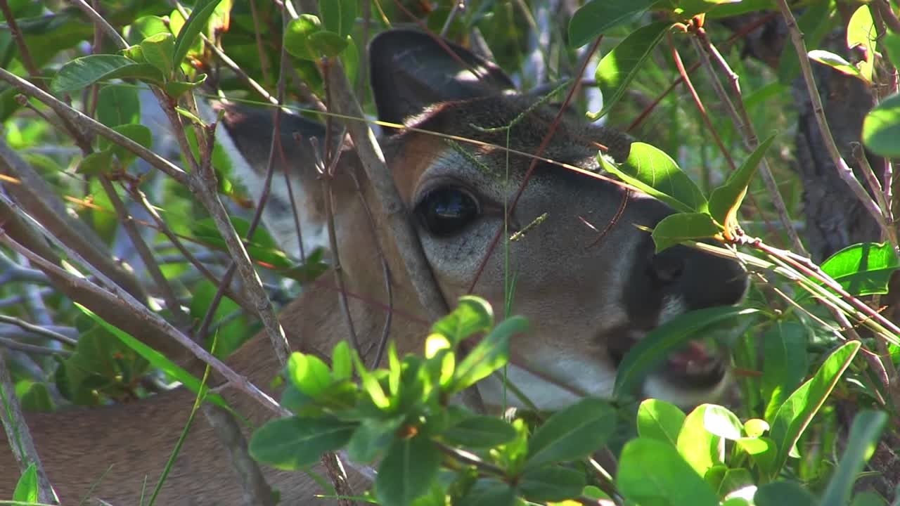 una cierva come hojas en un bosque