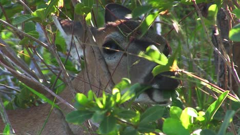 A-doe-eats-leaves-in-a-forest