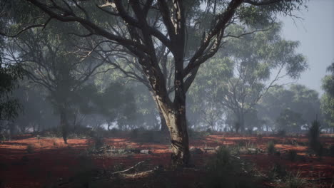 foggy eucalyptus forest in australia