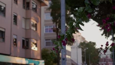 some pink flowers on a branch by a street with some buildings in the background