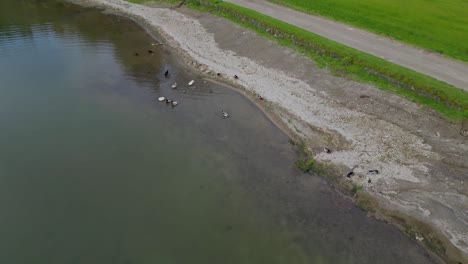 Luftaufnahme-Von-Ruhigen-Enten,-Die-Am-Ufer-Des-Flusses-In-Den-Sieben-Städten-Der-Azoren-Ruhen