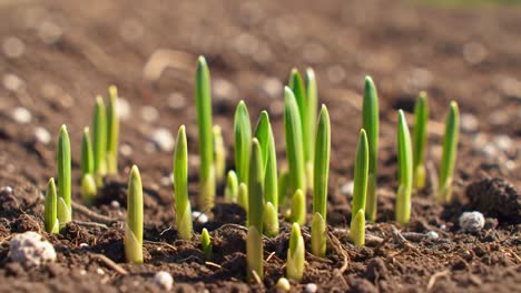 emerging green shoots: capturing the transformative moment of new plant growth from soil in nature