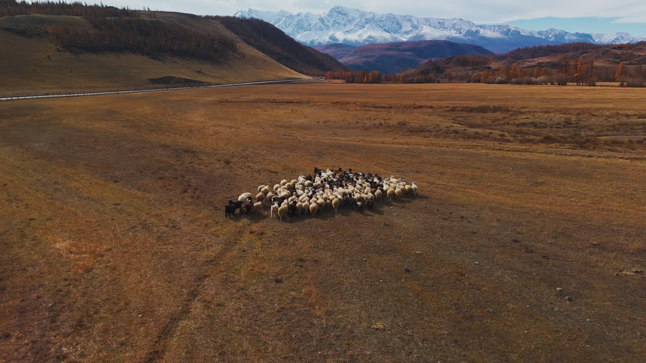 Aerial View of a Large Flock of Sheep in a Mountainous Pasture