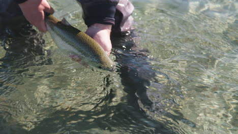 a fly fisherman releases a big rainbow trout into a clear river