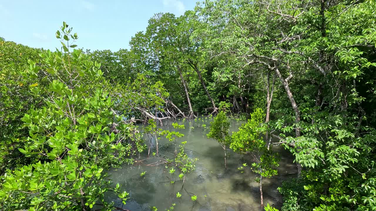 Drone camera smoothly descends over vibrant green mangrove forest and shallow water under bright daylight at Ko Phayam, Ranong, Thailand