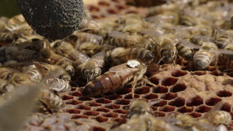 beekeeping - pointing out a marked queen bee in a beehive, slow motion detail