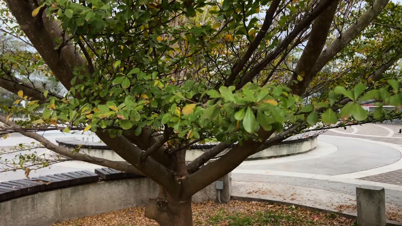 Cerro Juana Lainez Park Honduras main square view of the city of Tegucigalpa