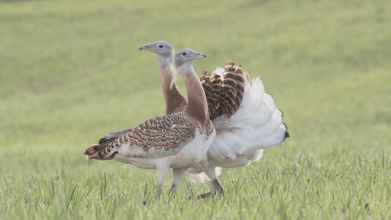 A male great bustard practicing courtship display towards another male, mock display, in the meadow during the spring breeding season, in La Mancha, Spain