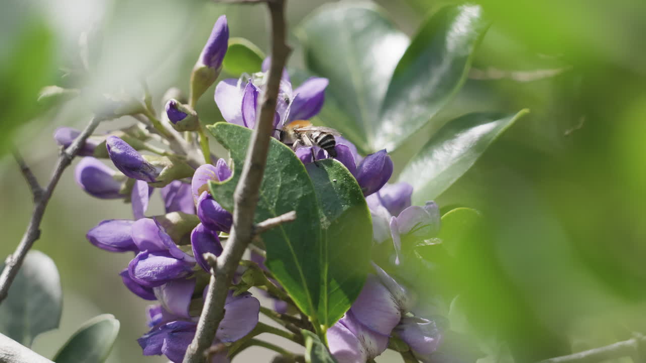 Honey bee collecting pollen from a purple flower in a lush green environment