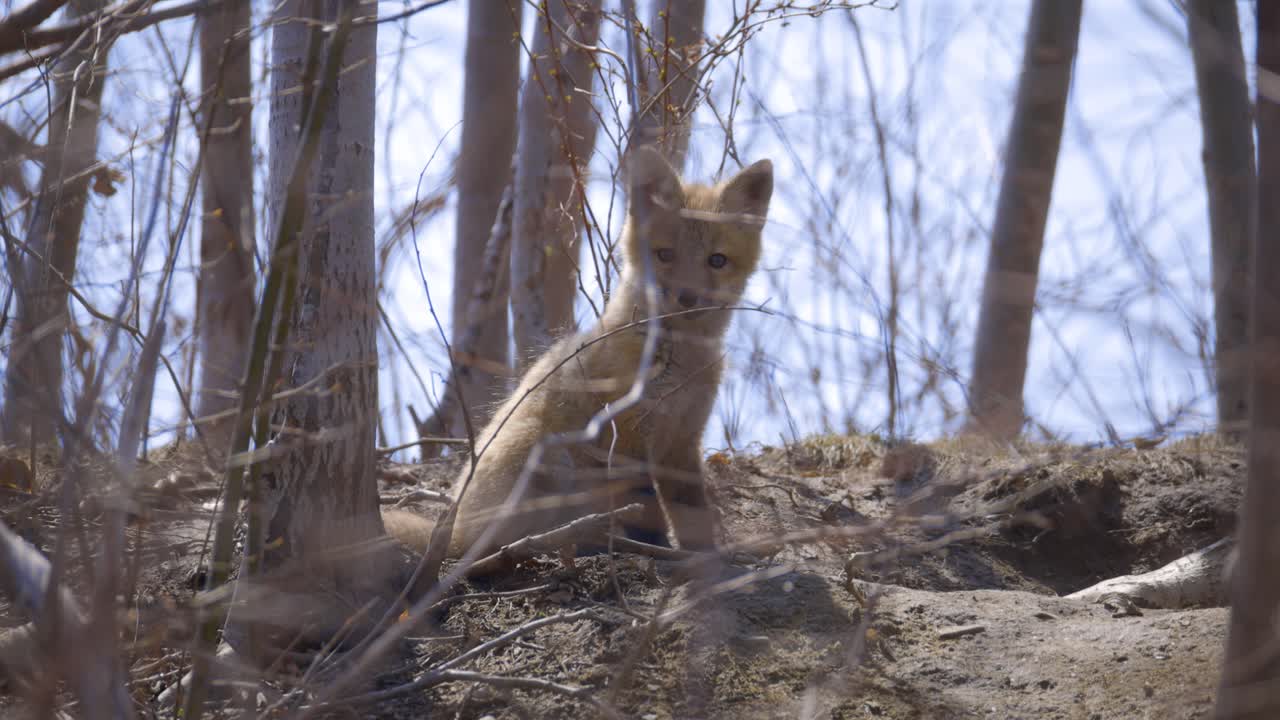 A fox kit stands alert on a wooded hillside surrounded by bare spring branches
