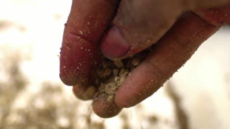 manos procesando polvo de raíz de madder en pakistán, remedio herbal y tinte para textiles orgánicos