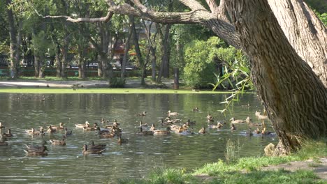 ducks swimming in a park pond