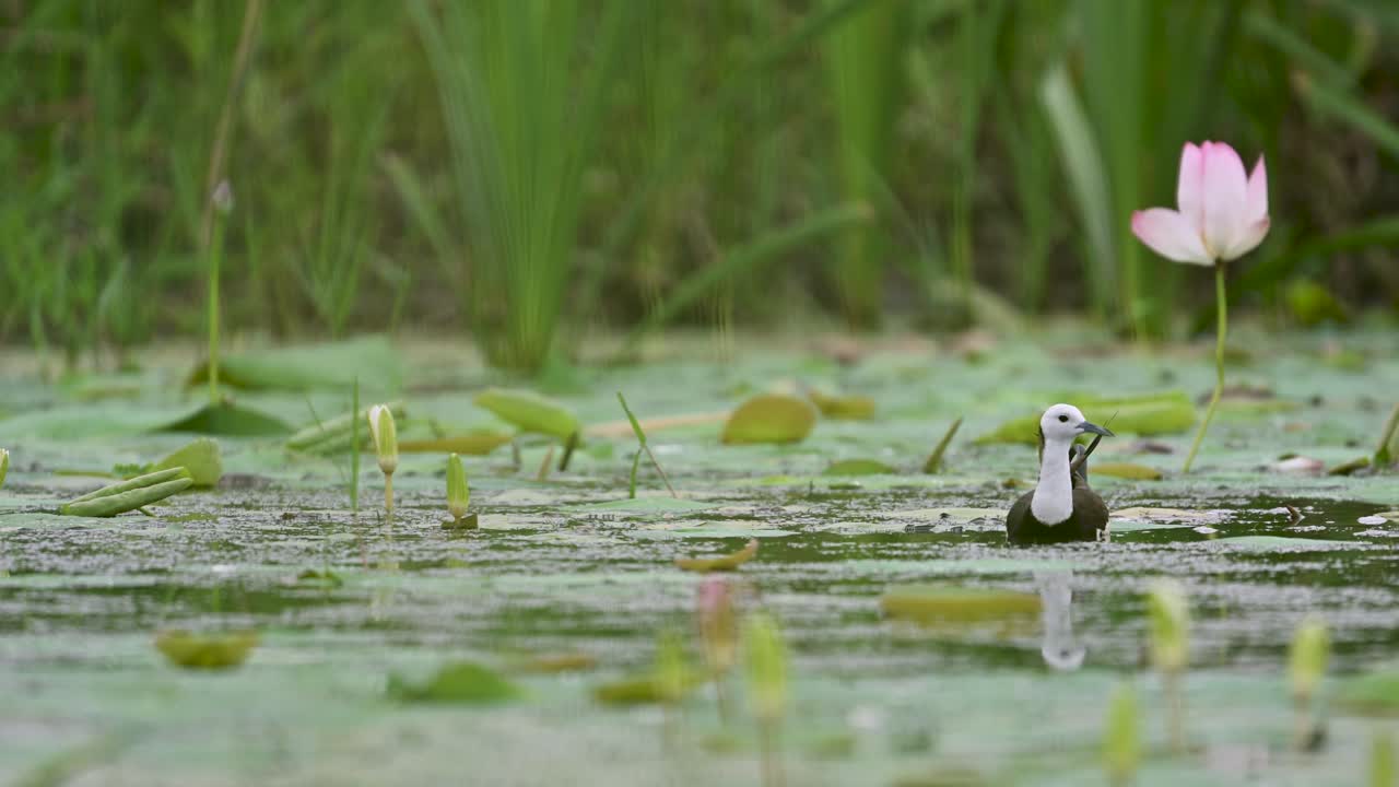 This tropical bird is seen near a vibrant aquatic flower, showcasing a peaceful wetland moment