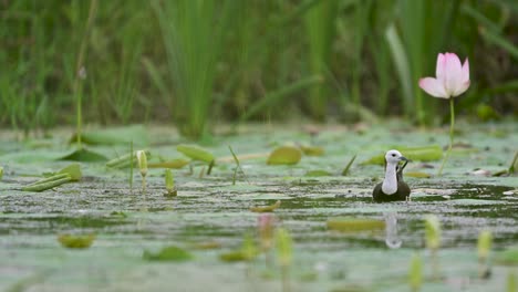 this tropical bird is seen near a vibrant aquatic flower, showcasing a peaceful wetland moment