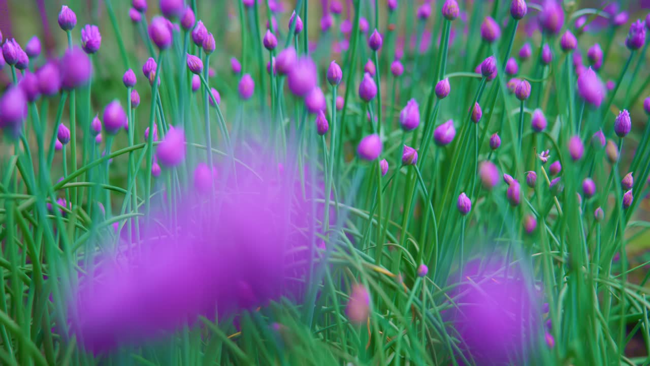 Vibrant purple chive blossoms sway gently in soft wind. Green stems stand tall among blurred background flowers. Scene feels peaceful and natural. Ideal for cooking, gardening