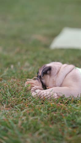 pug puppy playing with a toy in the grass