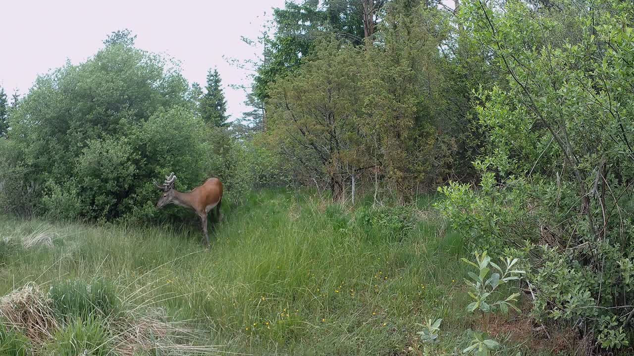 Suspicious male Red deer (Cervus elaphus) with velvet antlers at the dried-up stream in Saaremaa, Estonia.