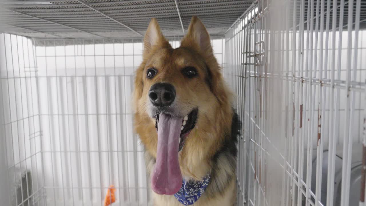 perro pastor alemán jadeante asegurado, marco de jaula de metal, animal doméstico