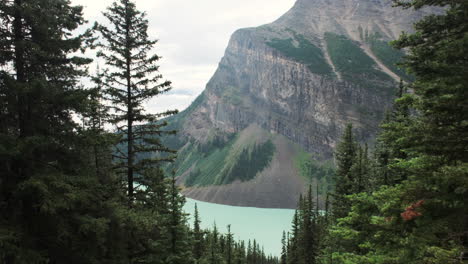 serene view of turquoise lake louise framed pines
