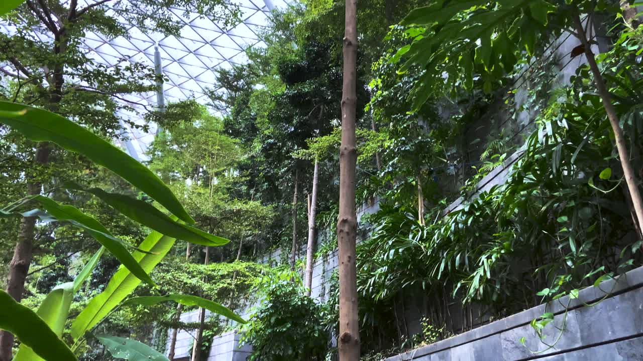 caminando a través de la vegetación en el aeropuerto jewel changi en singapur - disparo de drones dolly