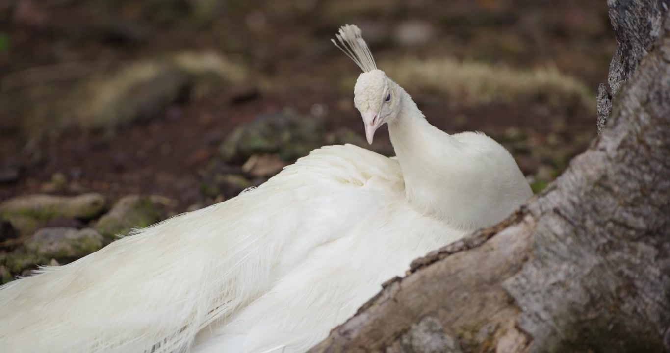 Ekstremalne zbliżenie białego pawia leucystycznego (paw indyjski) pielęgnującego pióra w zwolnionym tempie, odpoczywającego przy pniu drzewa w Jeju Flower Bird Park Hwajoowon w Korei Południowej.