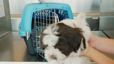 mujer poniendo cachorro en portador de mascotas