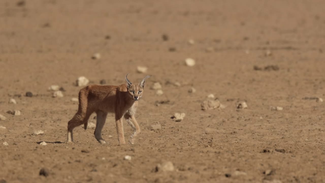 A caracal walking through dry, dusty landscape of the Kgalagadi Transfrontier Park