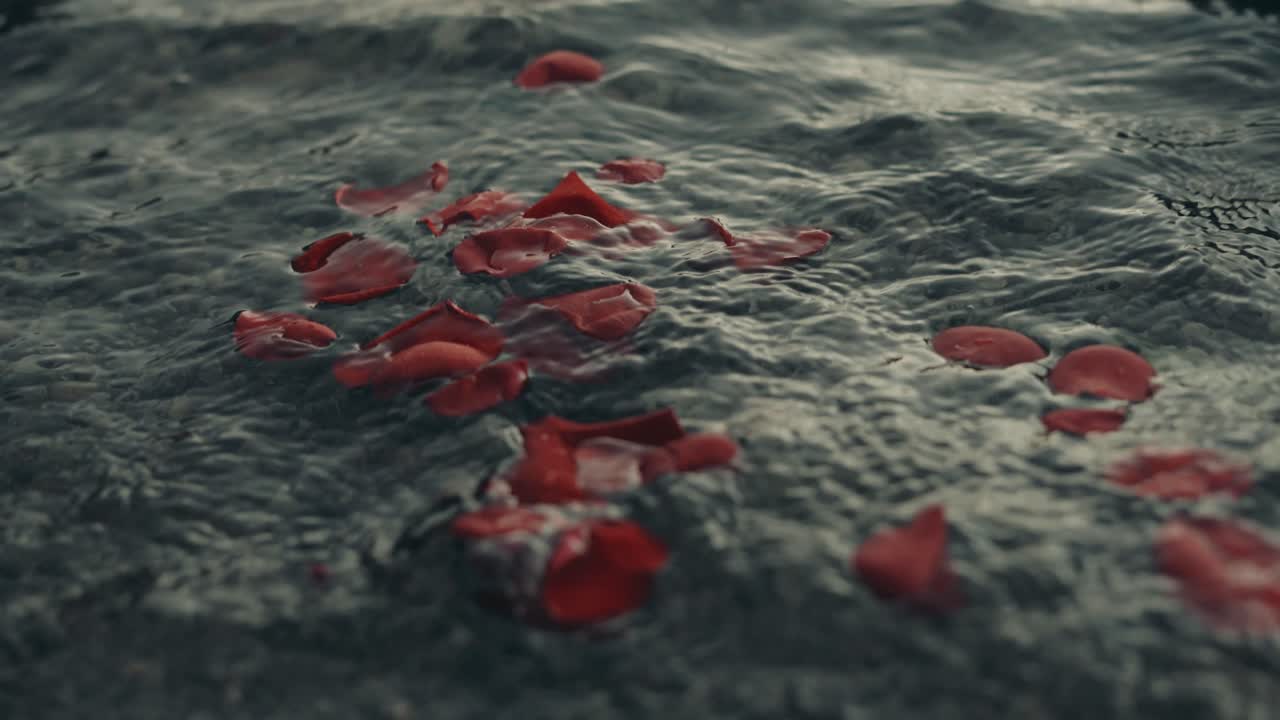 hermosos pétalos de rosas rojas flotando en las olas - cierre a cámara lenta